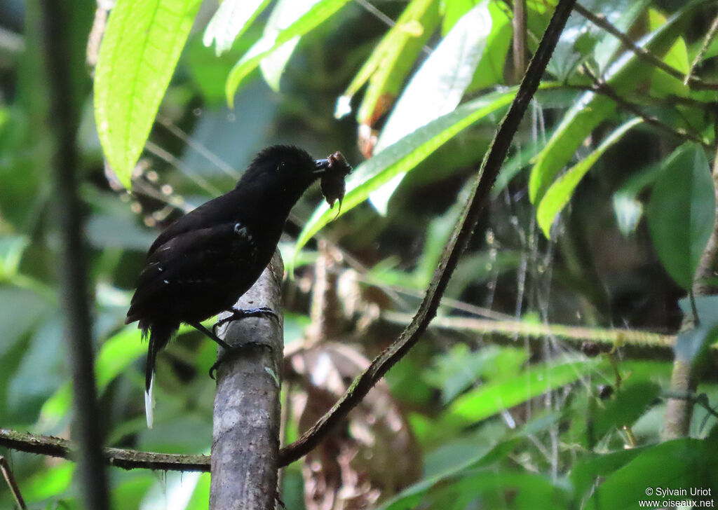 Band-tailed Antshrike male adult