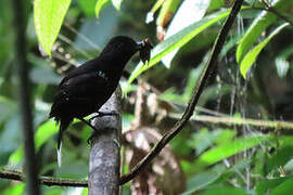 Band-tailed Antshrike