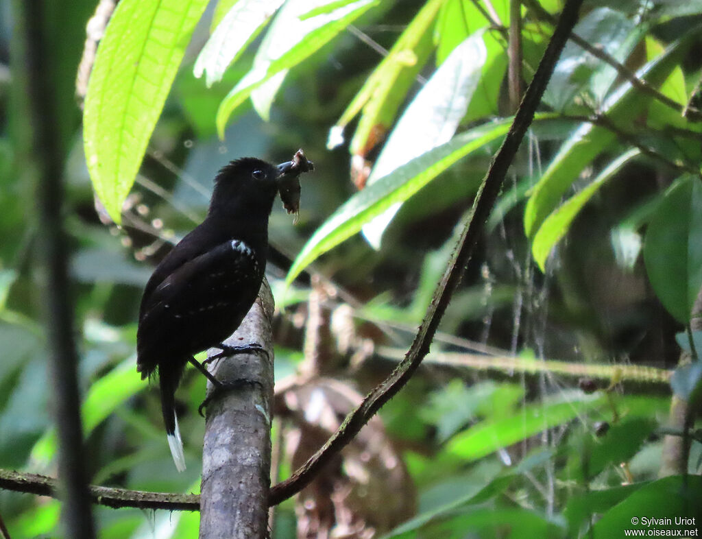 Band-tailed Antshrike male adult