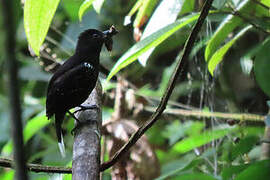 Band-tailed Antshrike