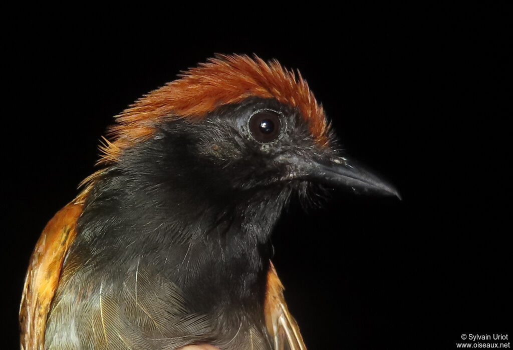 Band-tailed Antshrike female adult