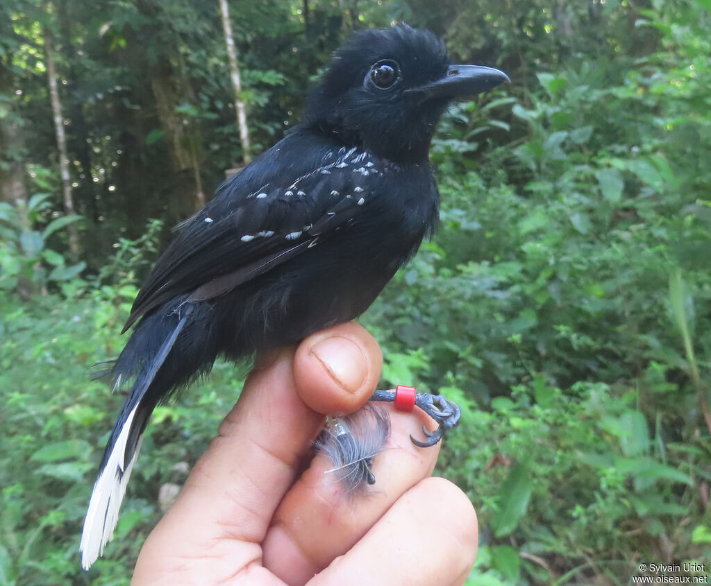 Band-tailed Antshrike male adult