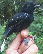 Band-tailed Antshrike