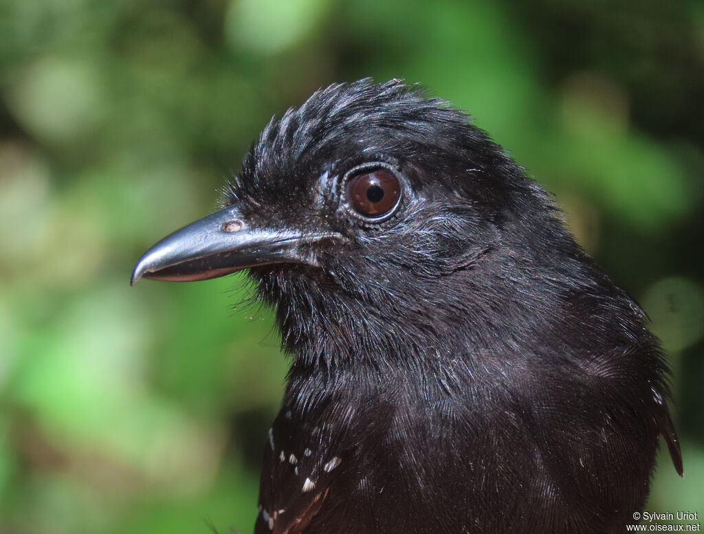 Band-tailed Antshrike male adult