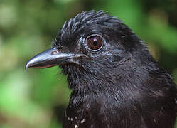 Band-tailed Antshrike