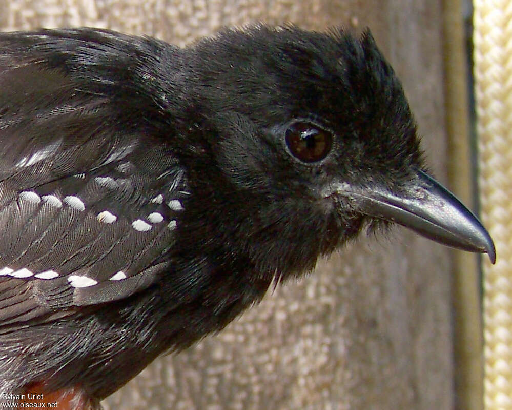 Band-tailed Antshrike male adult, identification