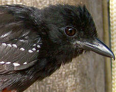 Band-tailed Antshrike