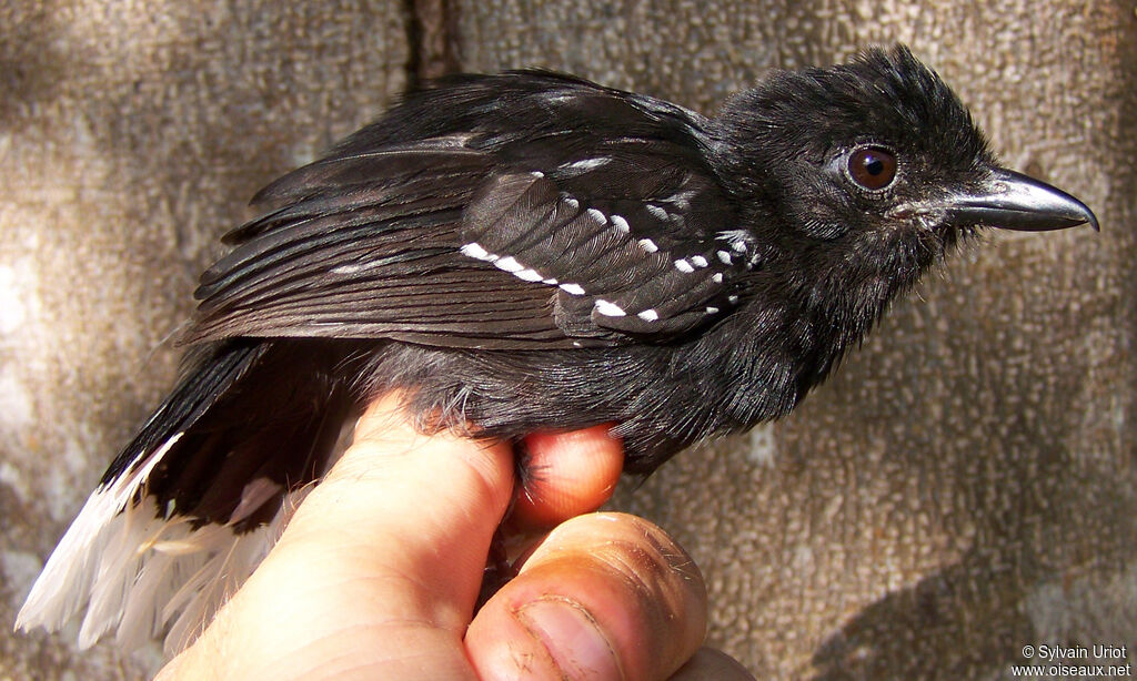 Band-tailed Antshrike male adult