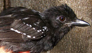 Band-tailed Antshrike