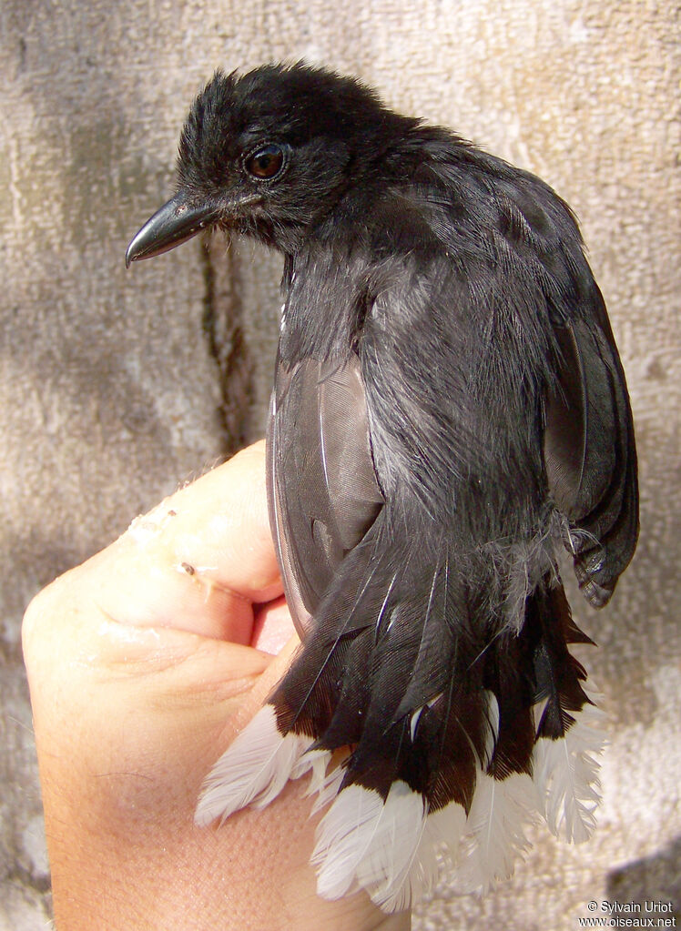 Band-tailed Antshrike male adult