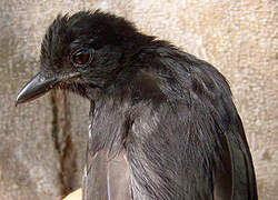 Band-tailed Antshrike