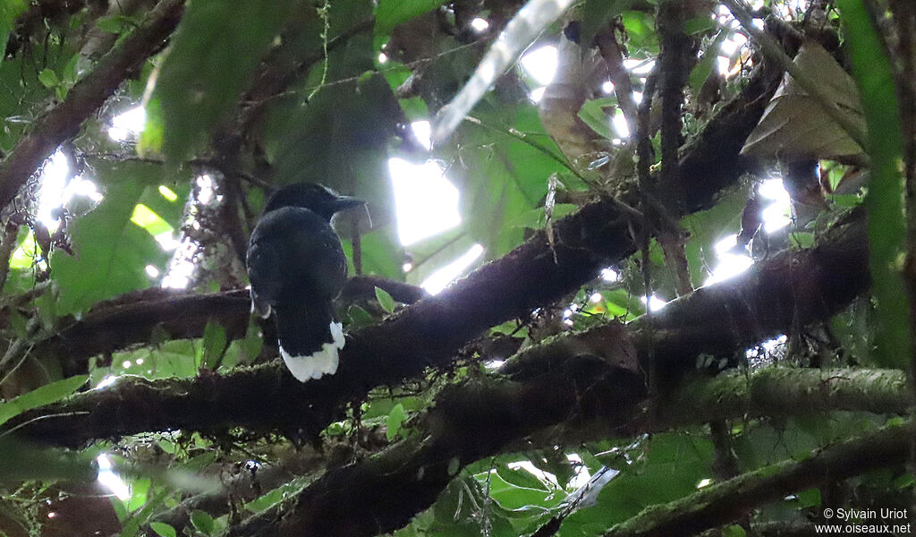 Band-tailed Antshrike male adult