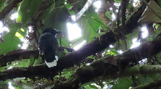 Band-tailed Antshrike