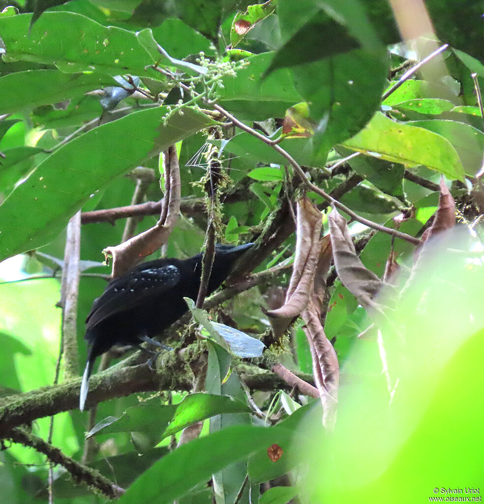 Band-tailed Antshrike male adult