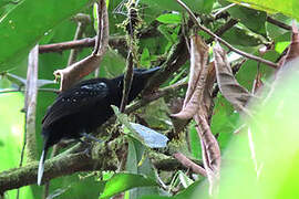 Band-tailed Antshrike