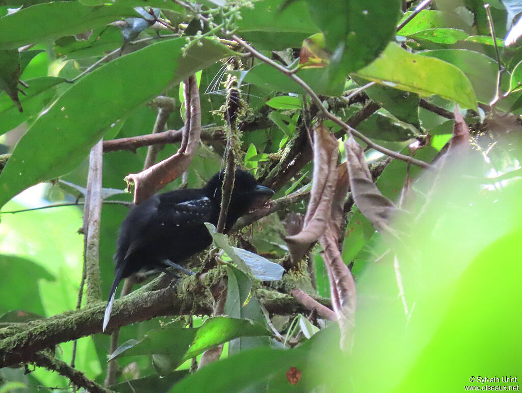 Band-tailed Antshrike