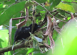 Band-tailed Antshrike