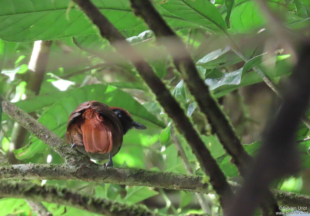 Band-tailed Antshrike female adult