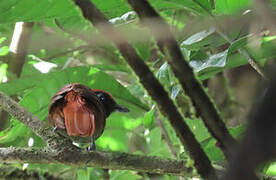 Band-tailed Antshrike