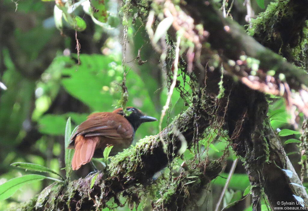 Band-tailed Antshrike female adult