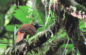 Band-tailed Antshrike