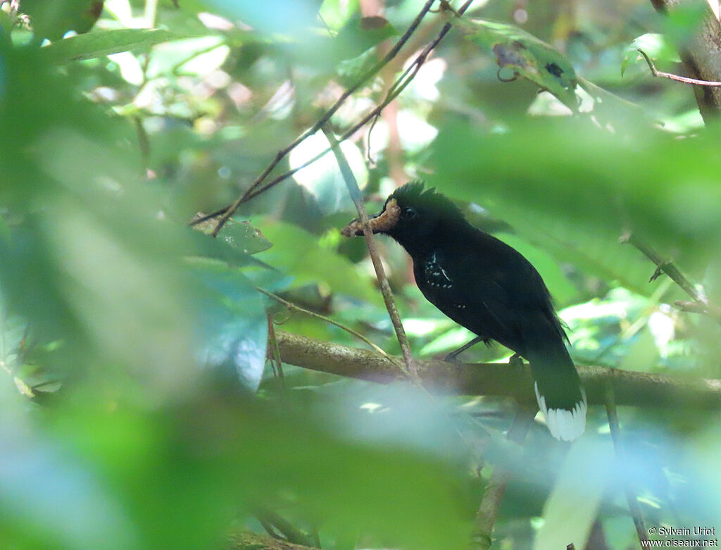 Band-tailed Antshrike male adult