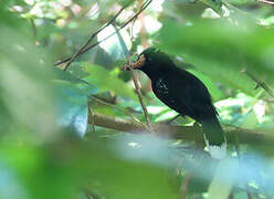 Band-tailed Antshrike