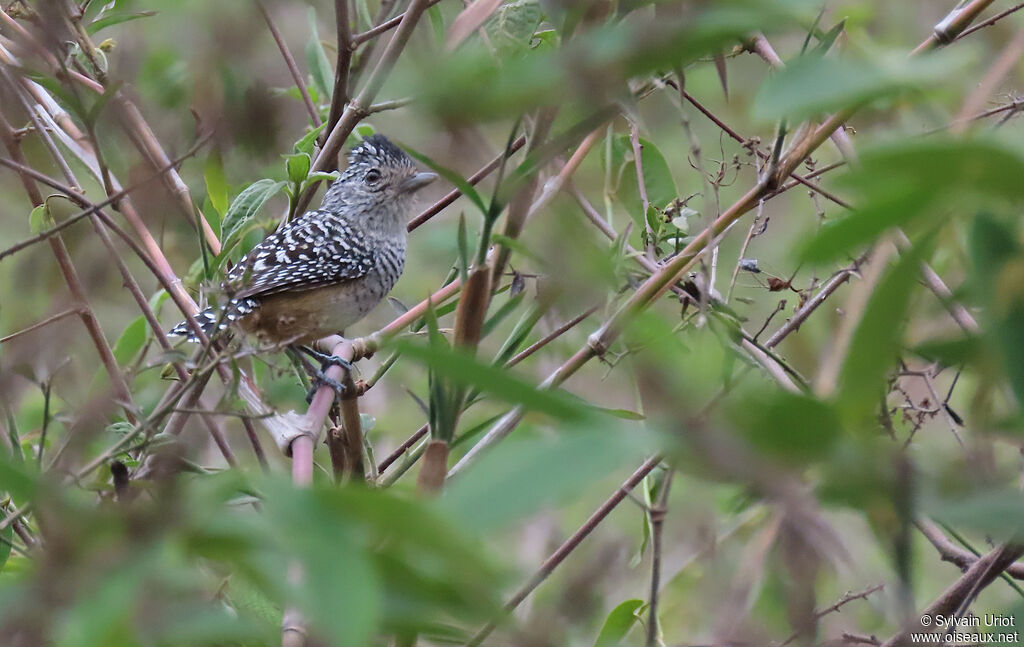 Chapman's Antshrike male adult