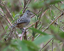 Chapman's Antshrike