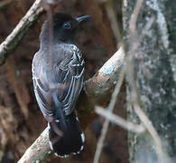 Blackish-grey Antshrike