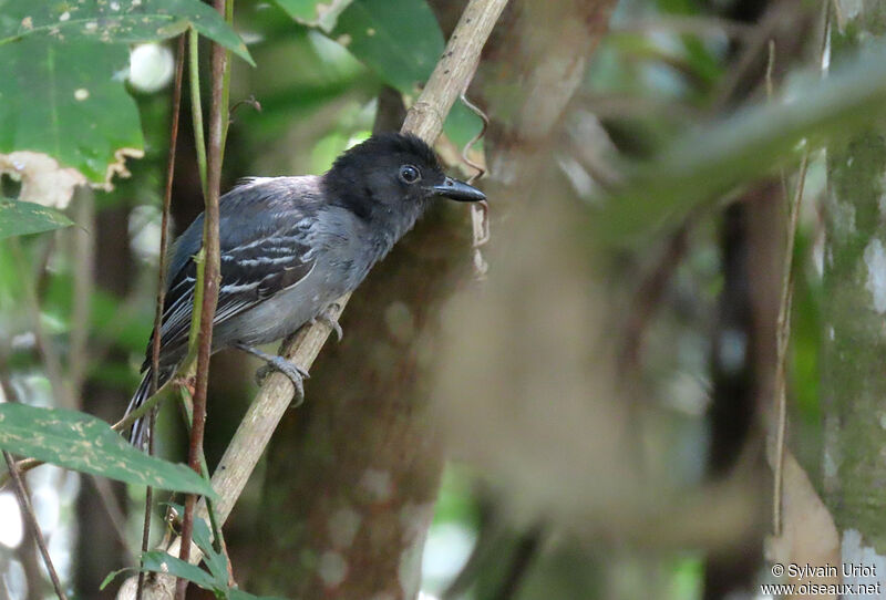Blackish-grey Antshrike male adult