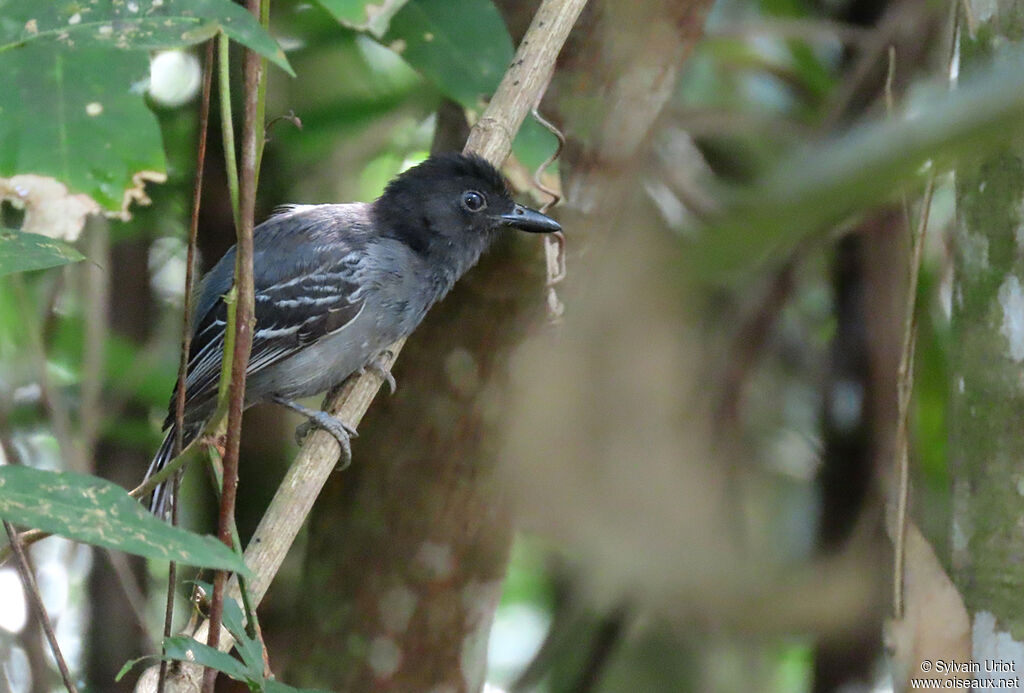 Blackish-grey Antshrike male adult