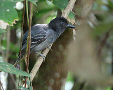 Blackish-grey Antshrike