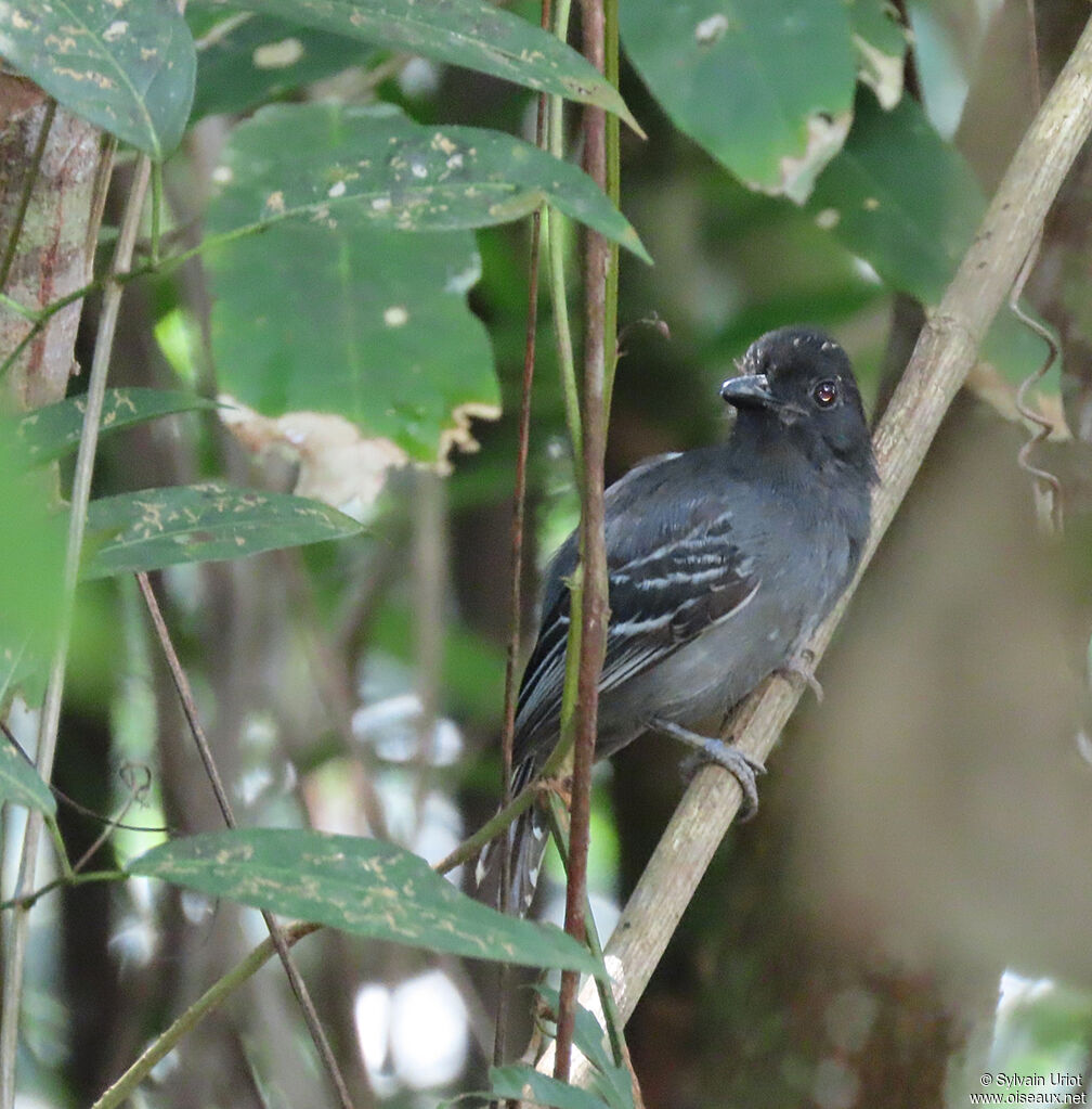 Blackish-grey Antshrike male adult