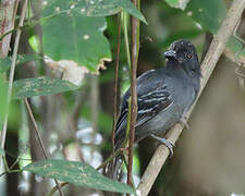 Blackish-grey Antshrike