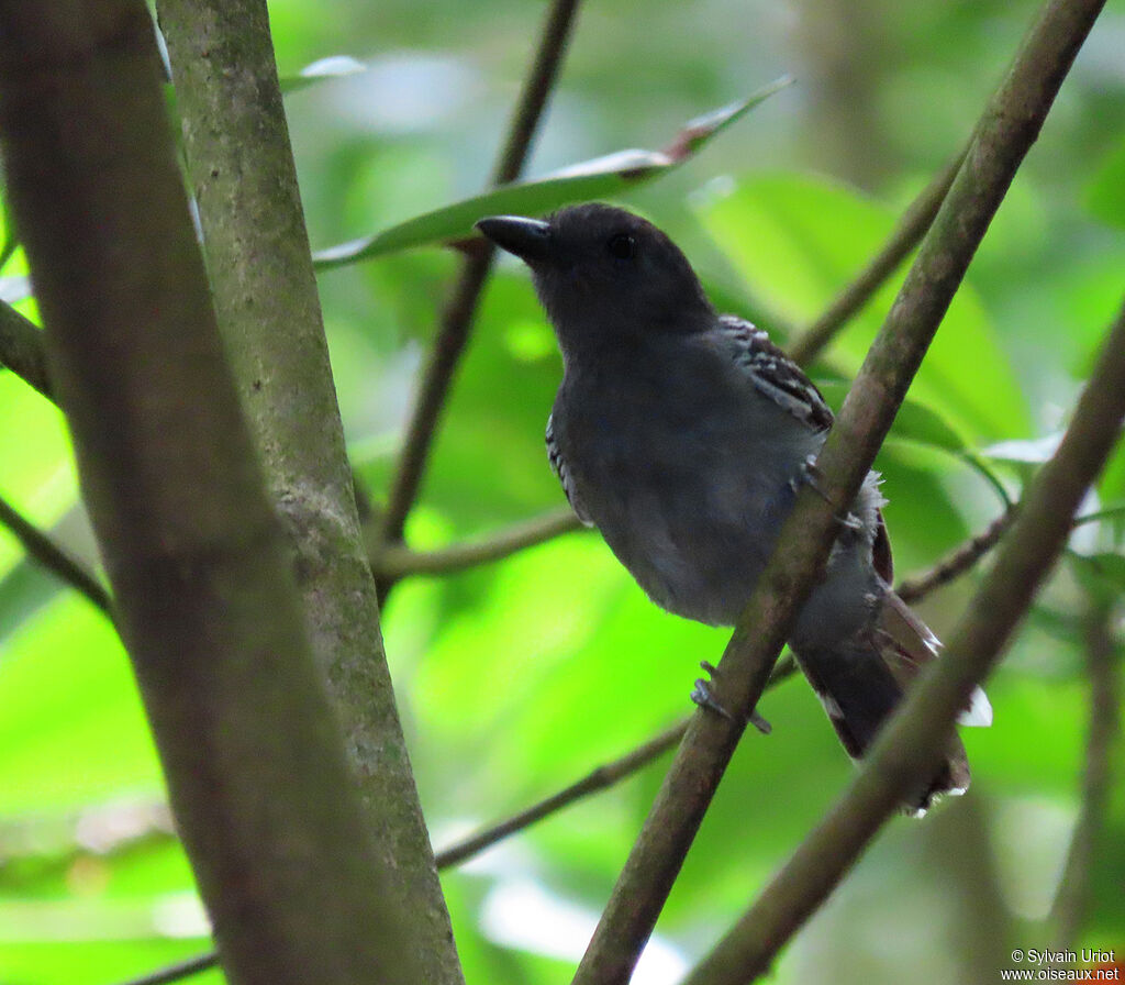 Blackish-grey Antshrike male adult