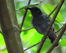 Blackish-grey Antshrike