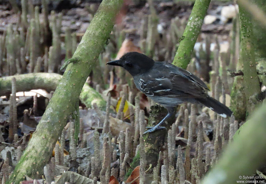 Blackish-grey Antshrike male adult