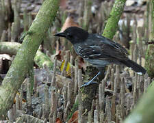 Blackish-grey Antshrike