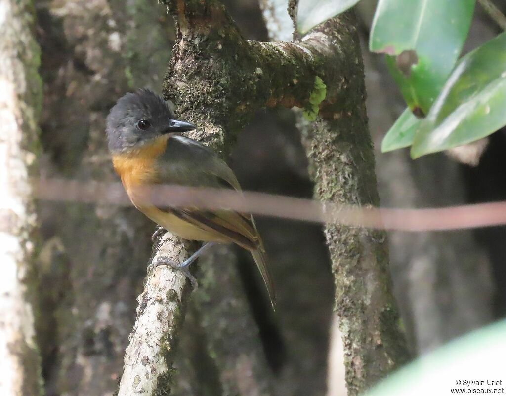 Blackish-grey Antshrike female adult