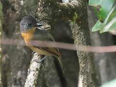 Blackish-grey Antshrike