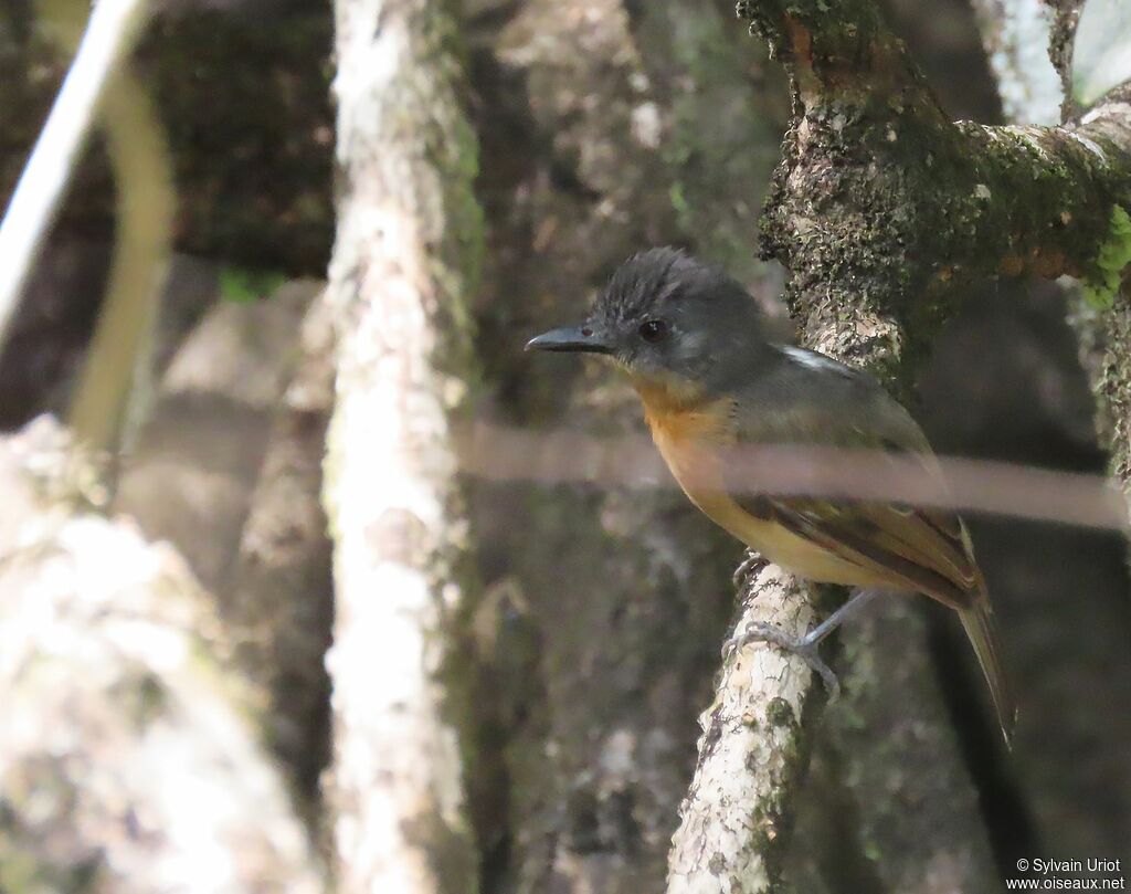 Blackish-grey Antshrike female adult