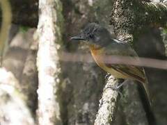 Blackish-grey Antshrike