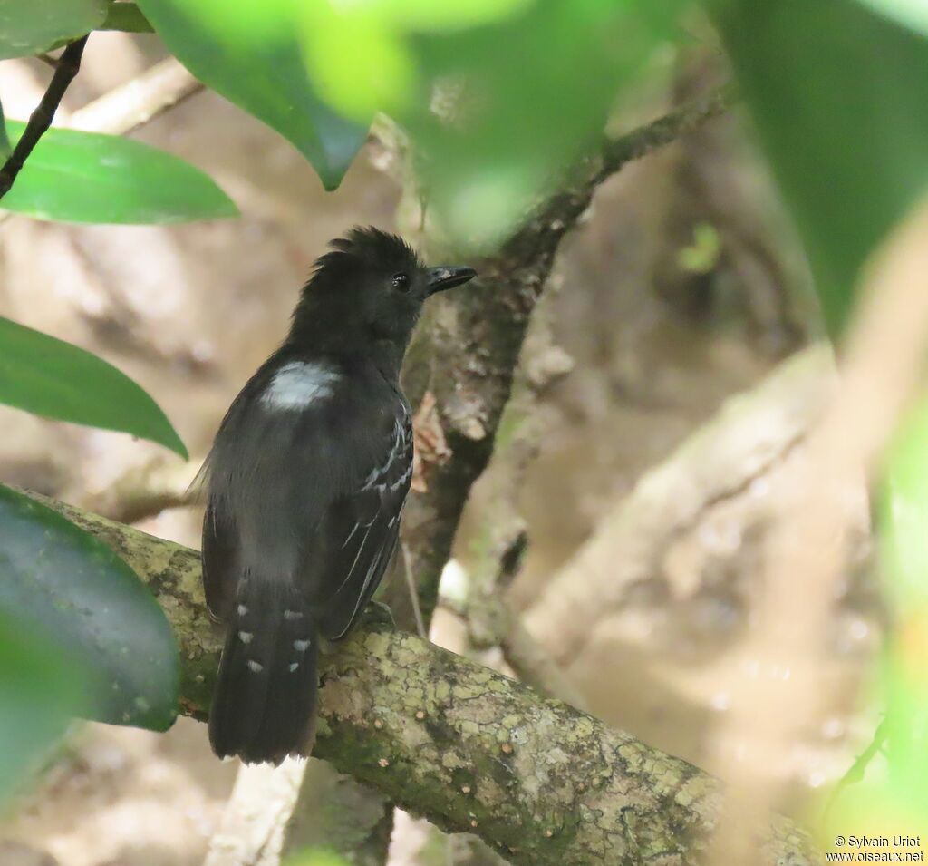 Blackish-grey Antshrike male adult