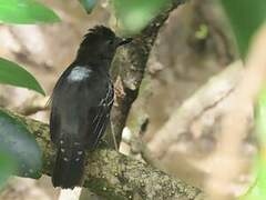 Blackish-grey Antshrike