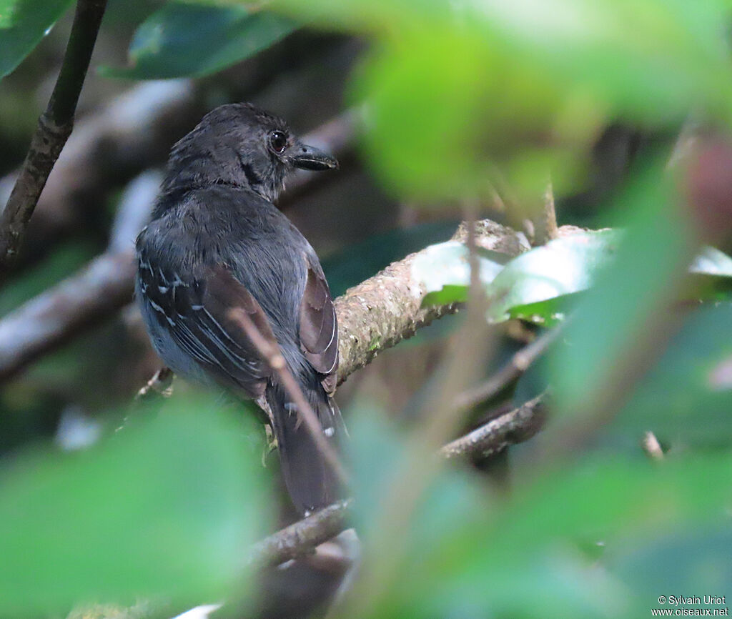 Blackish-grey Antshrike male adult