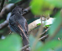 Blackish-grey Antshrike