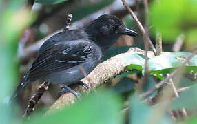 Blackish-grey Antshrike