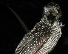 Fasciated Antshrike