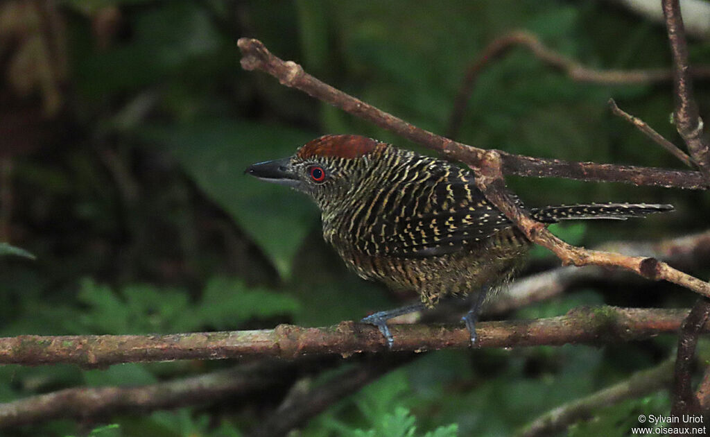 Fasciated Antshrike female adult